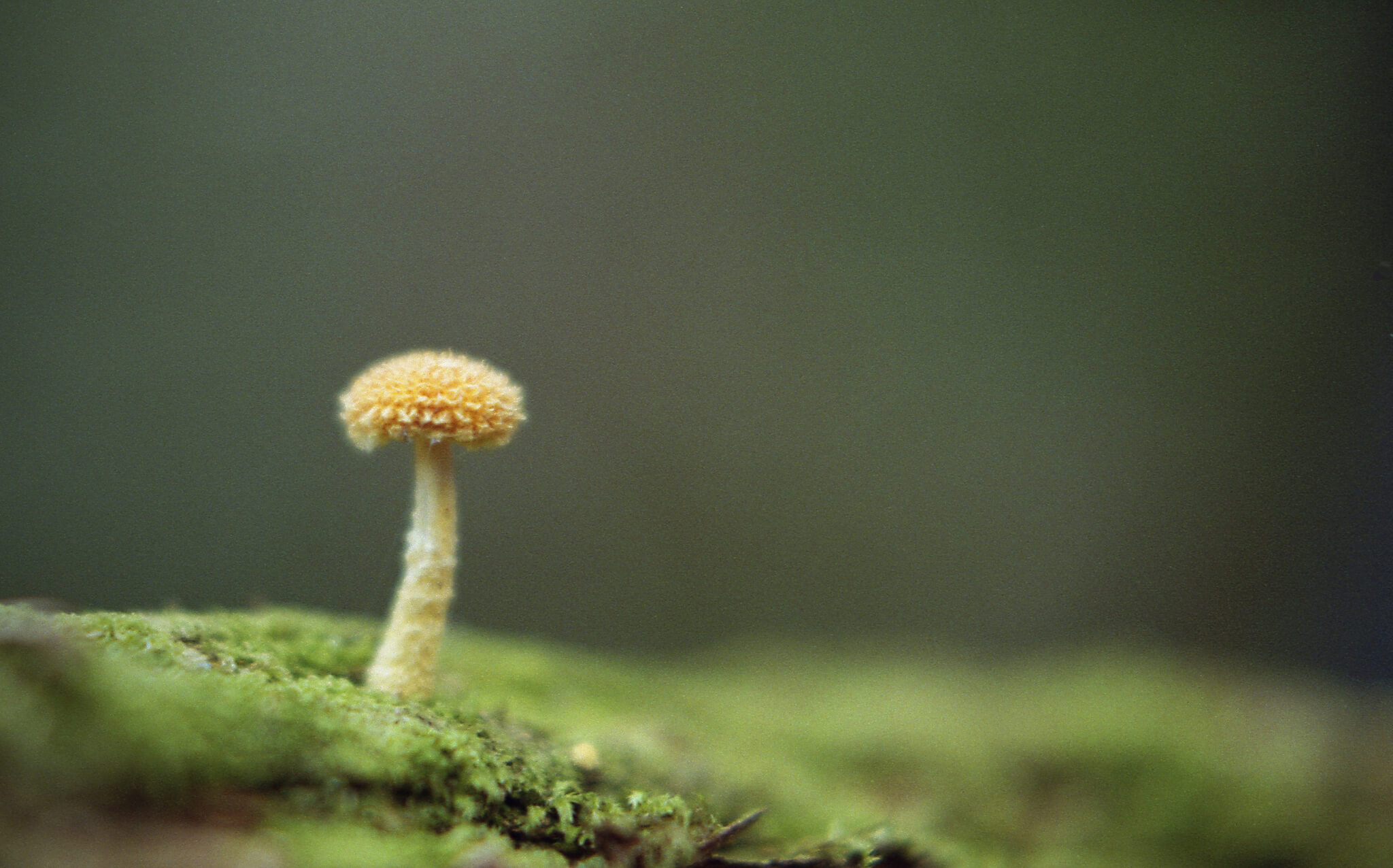 Ieve Holthausen cogumelos 4